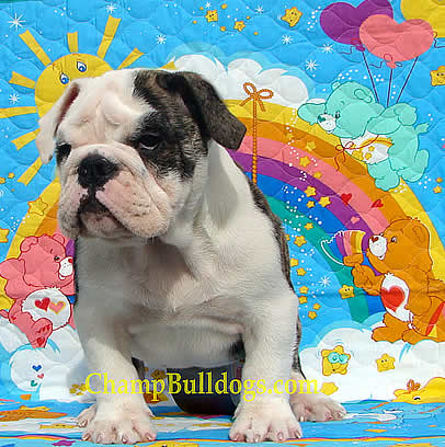English Bulldog
